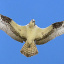 osprey_sm_00078_2_1