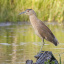 night_heron_5373_2_1