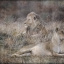 Grassroots Courtship