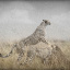Shift in the Wind