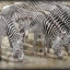 Shimmering Stripes_larger