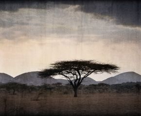 In Africa’s Wake