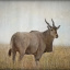 Eland Bull