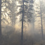 KBrennan_ForestFire