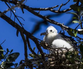 Biodiversity of the Dry Tortugas