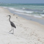 Beasley_Heron 3