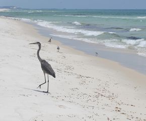 Snowy Plovers and Citizen Science along the Florida Panhandle