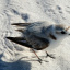 plover 2