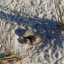 plover chick 2