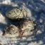plover chick