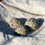 plover eggs