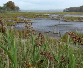 Exploring Wells National Estuarine Research Reserve