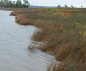 Apalachicola National Estuarine Research Reserve