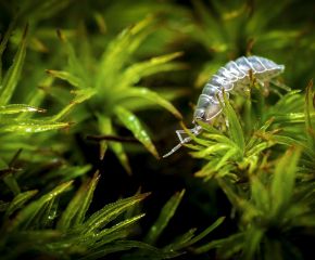 Connecting with Biodiversity Using Macro Photography