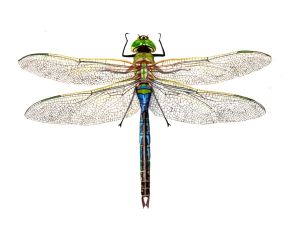 Life as a Scientific Illustrator