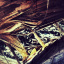 Dans_Forest1