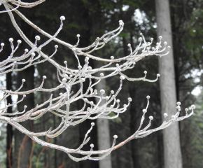 Ice Storm