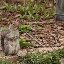 Backyard Wildlife