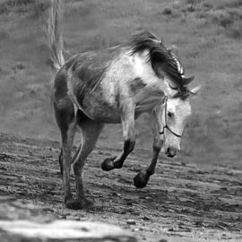 Mustangs: Icons of the American West