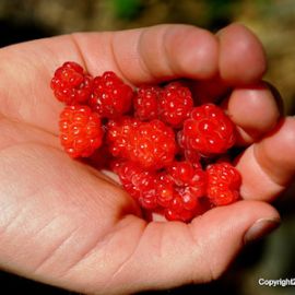 Food, Culture and Conservation