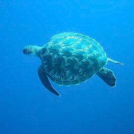 Philippine Marine Life