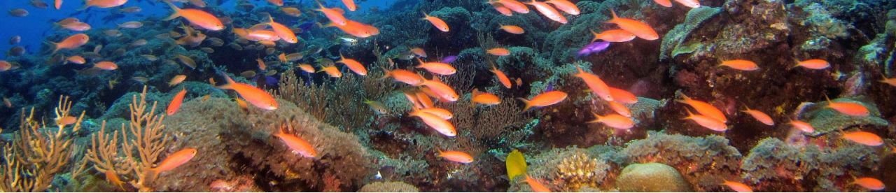 Orange fish in the ocean - photo by Hiroko Yoshii - photo by Hiroko Yoshii