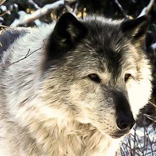 Lessons From Wolves