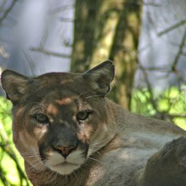 Conservation Group Sues NPS Cypress Management Plan