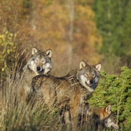 Wolf Culling Enacted by Government