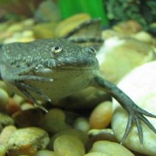 Atrazine, a continued concern for all