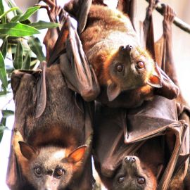 Preservation of Wild Places May Help Protect Human Health