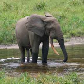 New Protection for the Heart of the Congo