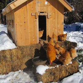 Labels and Lies: When the Eggs Come Before the Chickens