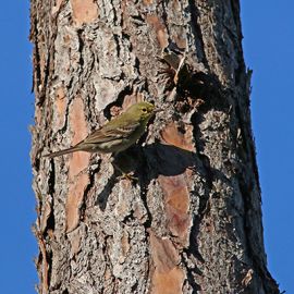 Global Big Day 2017: Counting the World’s Birds
